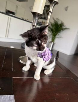 Willi sucht seine Menschen - Freilassing