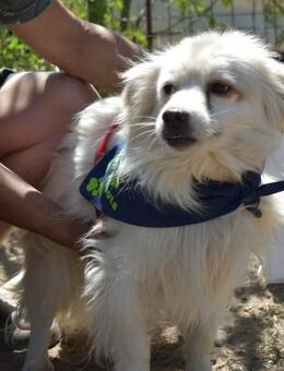 Lexie; im Wald ausgesetzt - Geilenkirchen