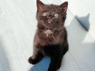 BKH Kitten 1 Junge ist noch da - Wuppertal