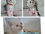 BKH Babys Reinrassig Britisch-Kurzhaar-Kitten - Hamburg Hamburg-Mitte