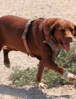 Maia - die Freundlichkeit in Person - Regensburg