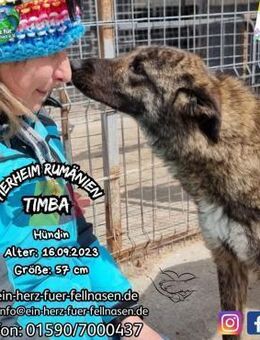 TIMBA-sanftmütig, wach und herzlich - Waakirchen