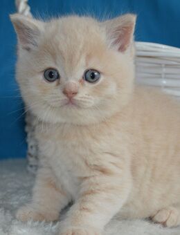 Reinrassige BKH Kitten - Nümbrecht