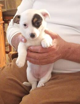 Chihuahua–Jack Russell Welpen abzugeben - Hilden