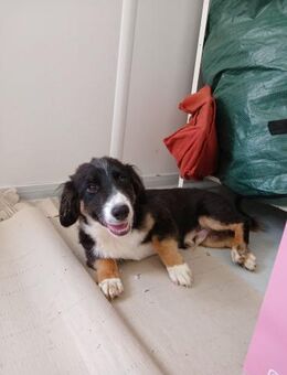 💙 Welpe Coop sucht dich 💙 - Eislingen (Fils)