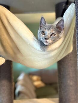 2 Wunderhübsche Mai Kätzchen BKH - Kitten ab August in liebevolle Hände anzugeben - Müden (Aller)