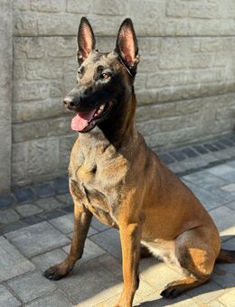 Malinois Welpen - Hückelhoven