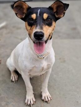 Zozo - eine unkomplizierte Zaubermaus - Krefeld