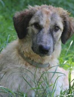 Cora, Man muss nicht perfekt sein ❤️ - Bad Vilbel