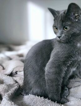 Heilige Birma/BKH MIX Kitten, unser letztes Mädchen - Gelsenkirchen