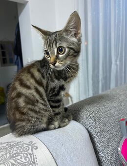 Junge Hauskatze abzugeben – dringend - Rodgau