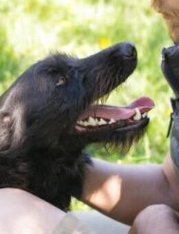 PLUTO - aktiv und neugierig - Overath