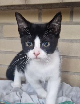 Kitten zu verkaufen - Hamburg Hamburg-Nord
