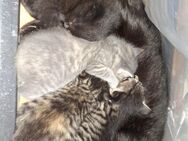 Katzenbabys - Friesoythe