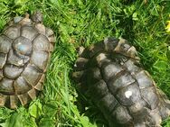 Breitrandschildkröten, Testudo marginata, ZUCHTPÄRCHEN, NZ 2003 / 2000 GECHIPT - Großerlach