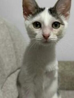 Naru: Lebensfroh und verschmust - München