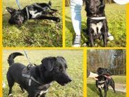 Hübsche Dunya sucht ein zuhause - Margetshöchheim