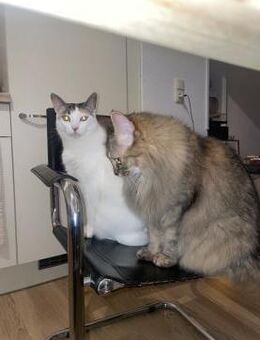 Bella & Olivia -Freundliche Katzenladys - Bad Camberg