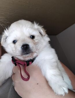 Pomeranian welpen - Hamm