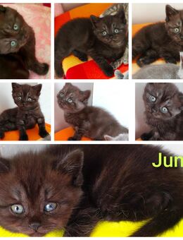 BKH Kitten - Wuppertal
