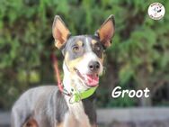 Groot kleiner Podenco sucht 11/18 ESP - Ruppertsecken