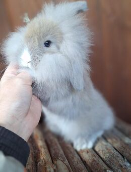 Zwergkaninchen Zwergwidder - Schöntal