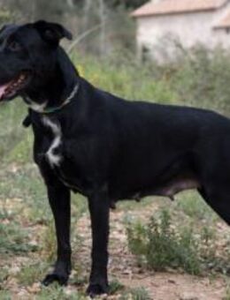 ARREL (W)- menschenfreundlich - Sankt Goar Zentrum