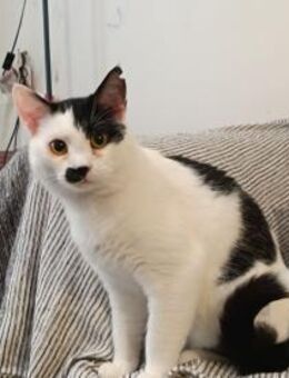 Thanos aus dem Tierschutz - Grevenbroich