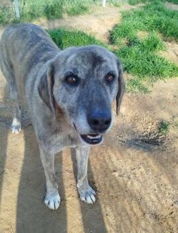 DOLLY ONE - aufgeweckt, aktive Hündin - Aerzen