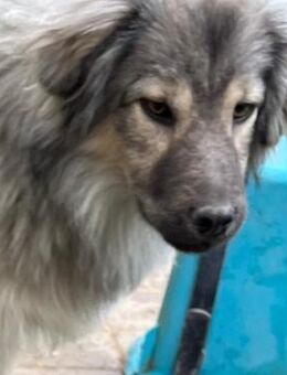 💚 Neugieriger Junghund Oliver 💚 - Eislingen (Fils)