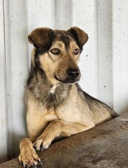 Scheuer Carlo sucht ENDLICH ein Zuhause - Neuberg