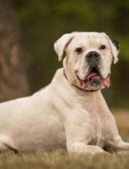 Samurai wartet traurig im Tierheim - Bad Oeynhausen