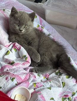 BKH blau Kater katzenbabys - Stendal (Hansestadt)