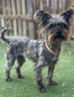 LAYA 💝 Zuckerschock!! - Neudenau