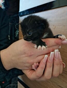Katzen Baby Kitten - Meinerzhagen Zentrum