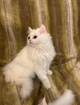 3 süße britisch Langhaarkitten suchen zuhause! - München