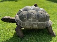 Griechische Landschildkröten Nachzuchten 2007-2024 aus Freilandhaltung - Leverkusen