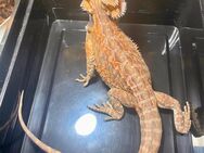 Bartagame (pogona vitticeps) Male half orange red Leatherback NZ Mai 2024 - Hamburg Wandsbek