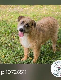 Chip 10726511: Hundekind sucht Zuhause - Kirchzell