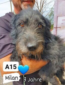 Milan - verschmust und zugänglich - Willich