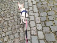 Chihuahua Terrier Mix sucht neues Zuhause - Duisburg
