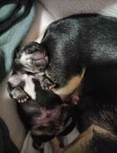 Chihuahua Rüde sucht ein Zuhause in 76698