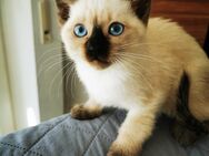 Siam Kitten - Poxdorf (Bayern)