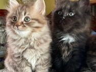 Edelmix wunderschöne Kätzchen,sibirische Katze und Heilige Birma 15.03.25 - Wesel