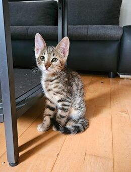 Bengal MainCoon Kitten - Speyer