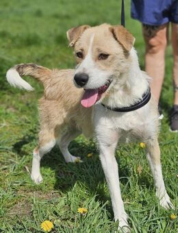 Menschenfreund Hope sucht Liebe - Velbert