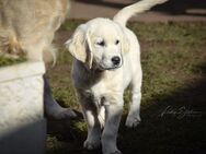 Wunderschöne Golden Retriever Welpen - Edersleben