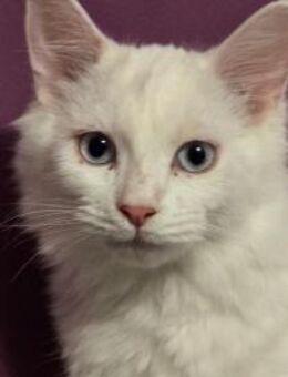 ANOUK -eine Schneekönigin auf der Suche! - Sulzbach-Laufen