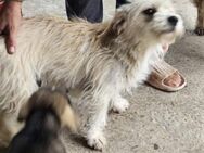 Liebe Sontje sucht ihre Familie - Leonberg (Baden-Württemberg)