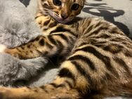 Bengal Kitten - Dachau